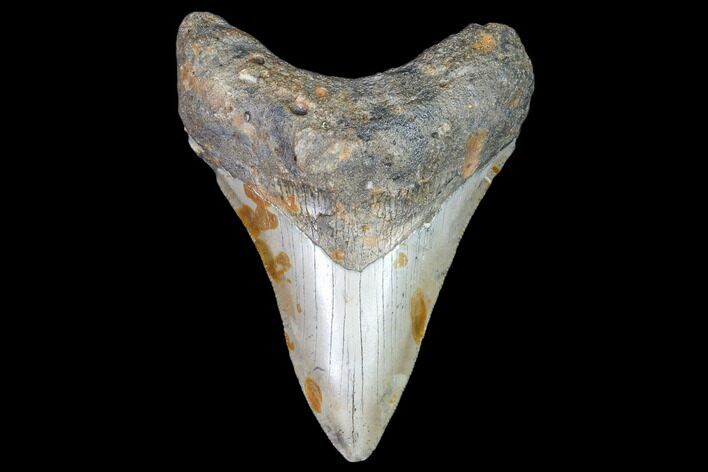Fossil Megalodon Tooth - North Carolina #105004
